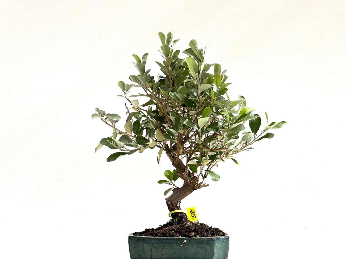 Eleagnus Pungens 2496