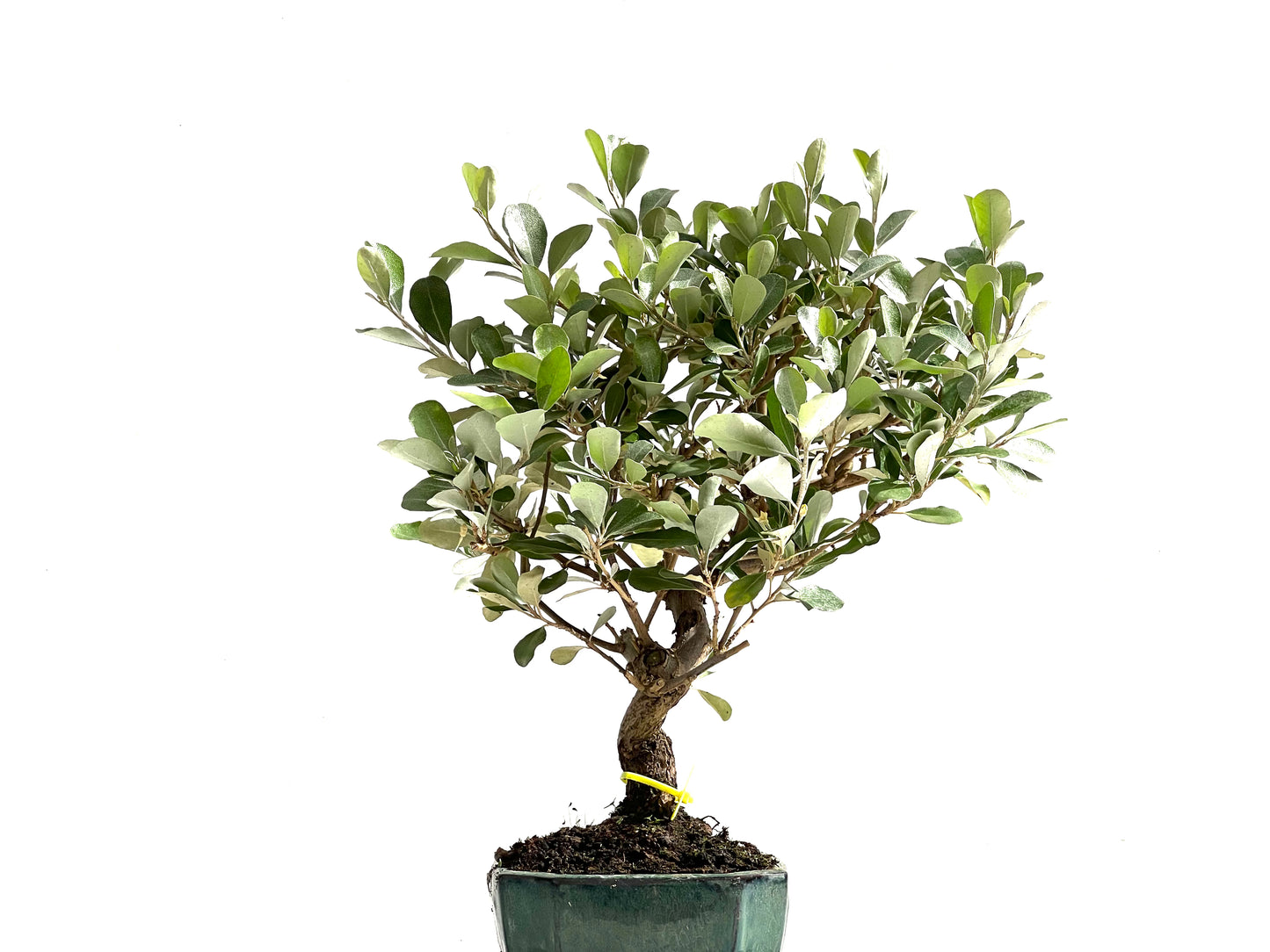 Eleagnus Pungens 2496