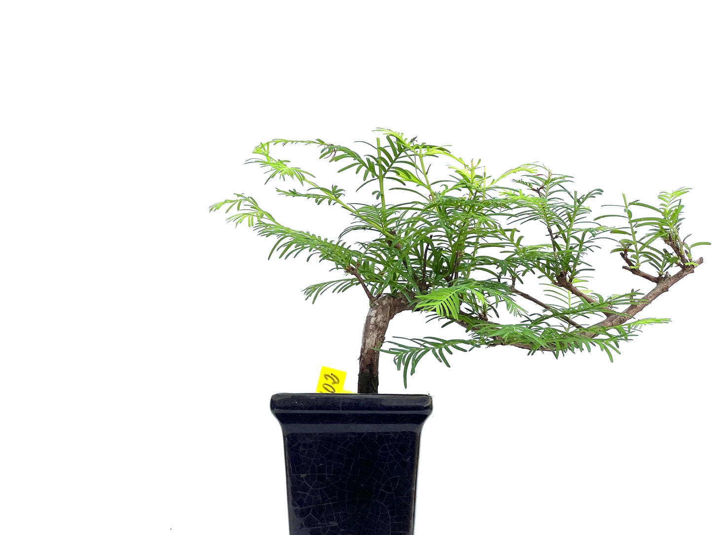 Metasequoia 0102
