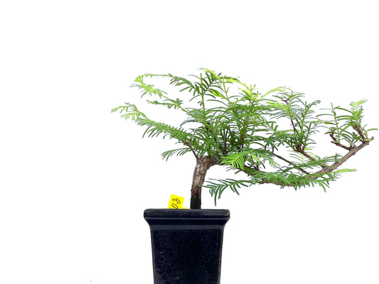 Metasequoia 0102