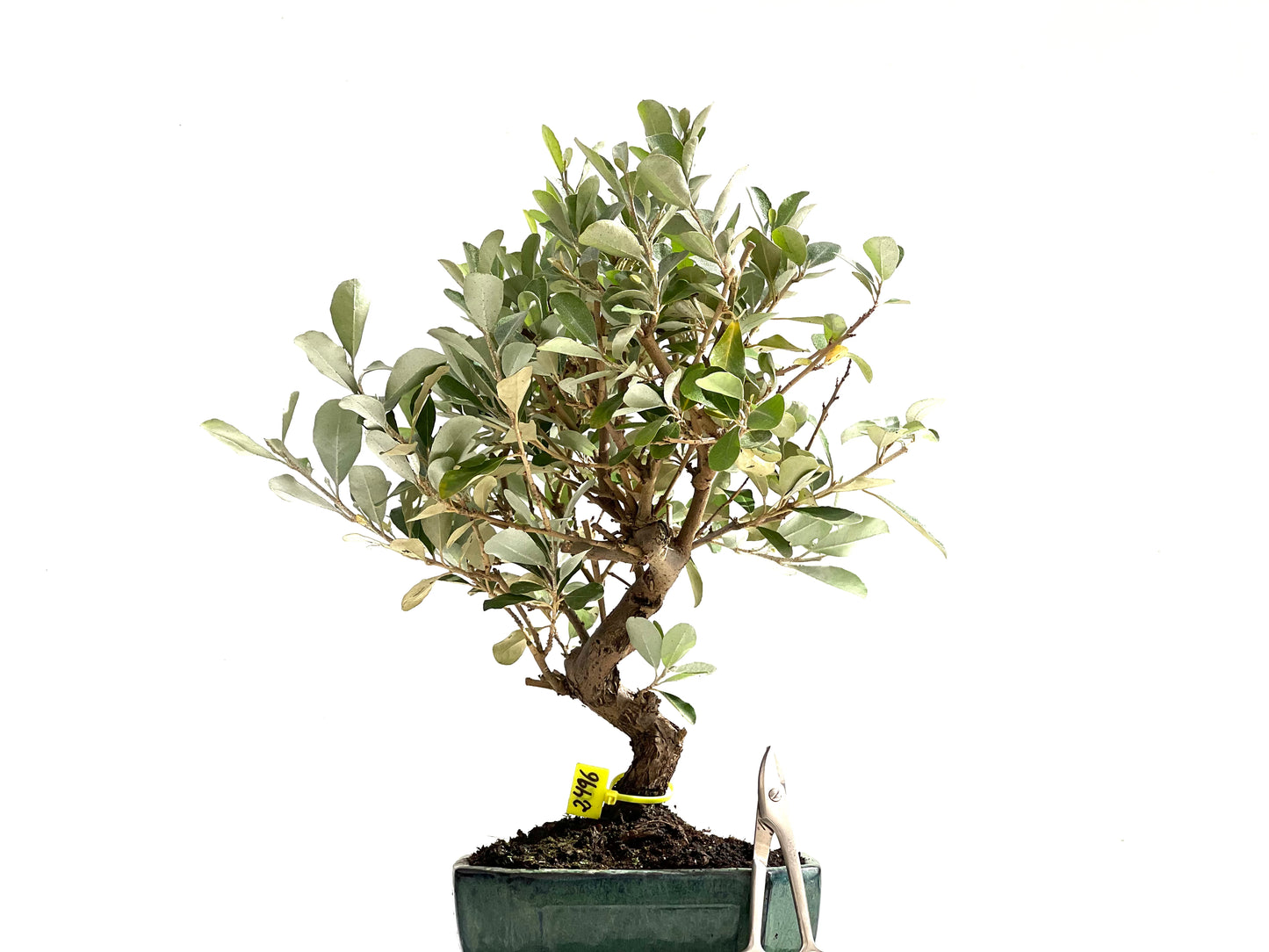 Eleagnus Pungens 2496