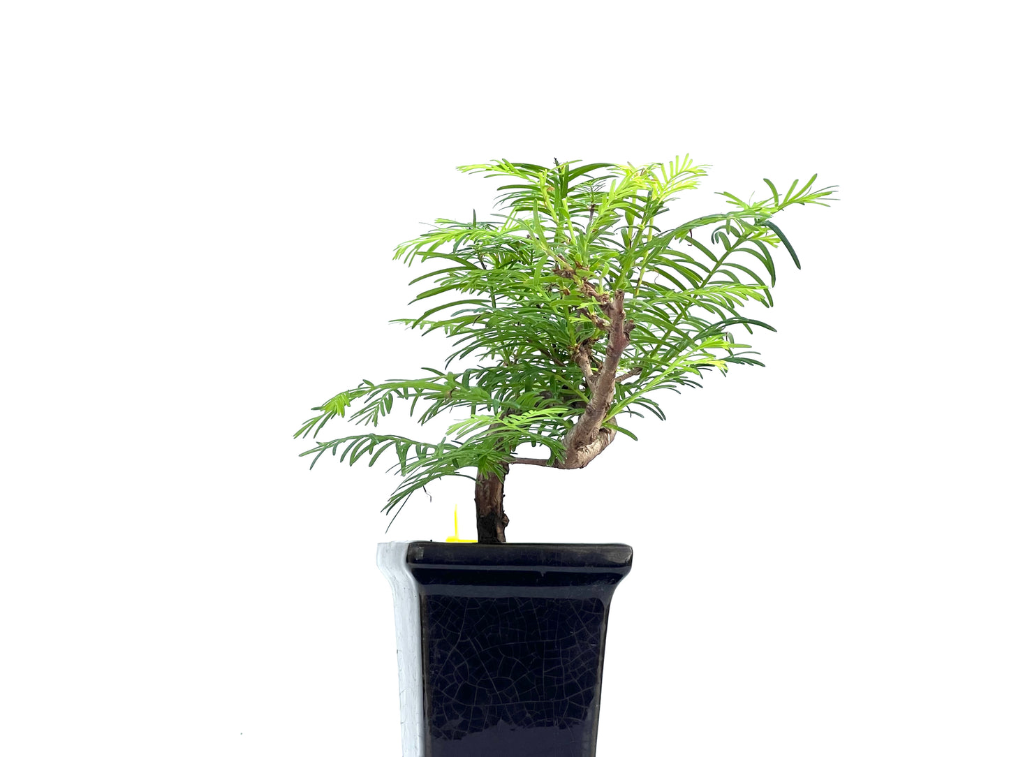 Metasequoia 0102