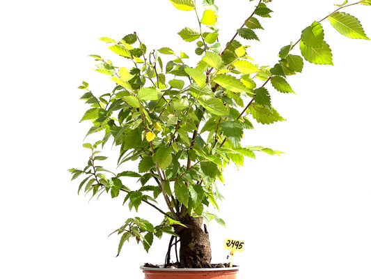 Zelkova Serrata 2495