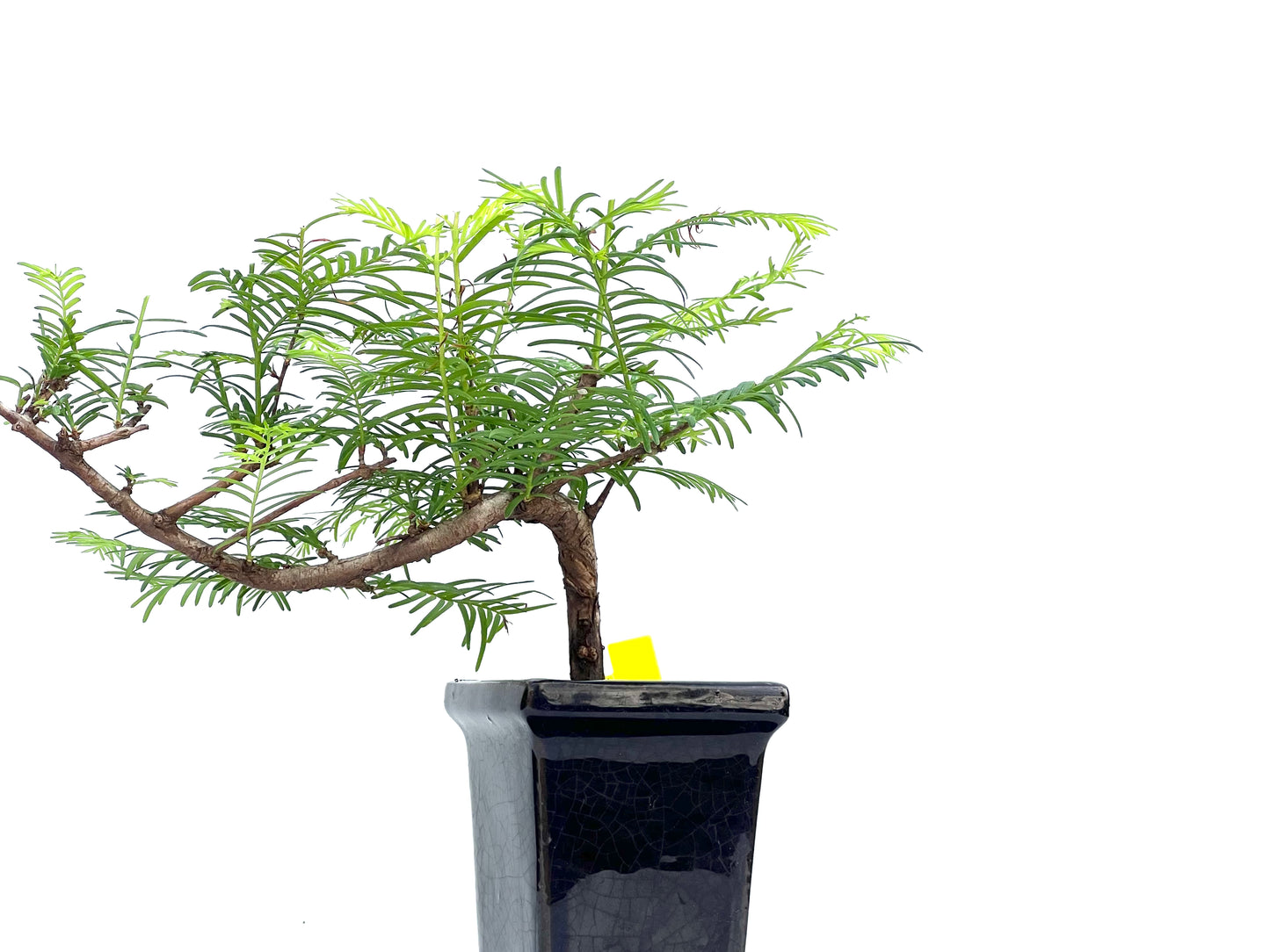 Metasequoia 0102