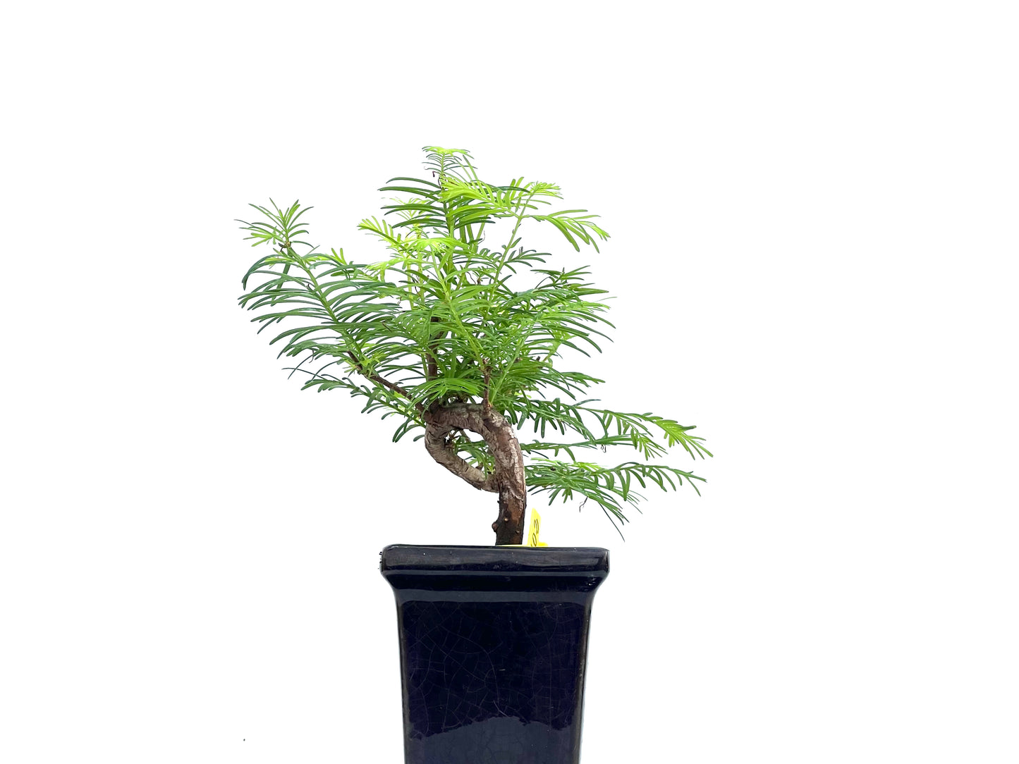 Metasequoia 0102