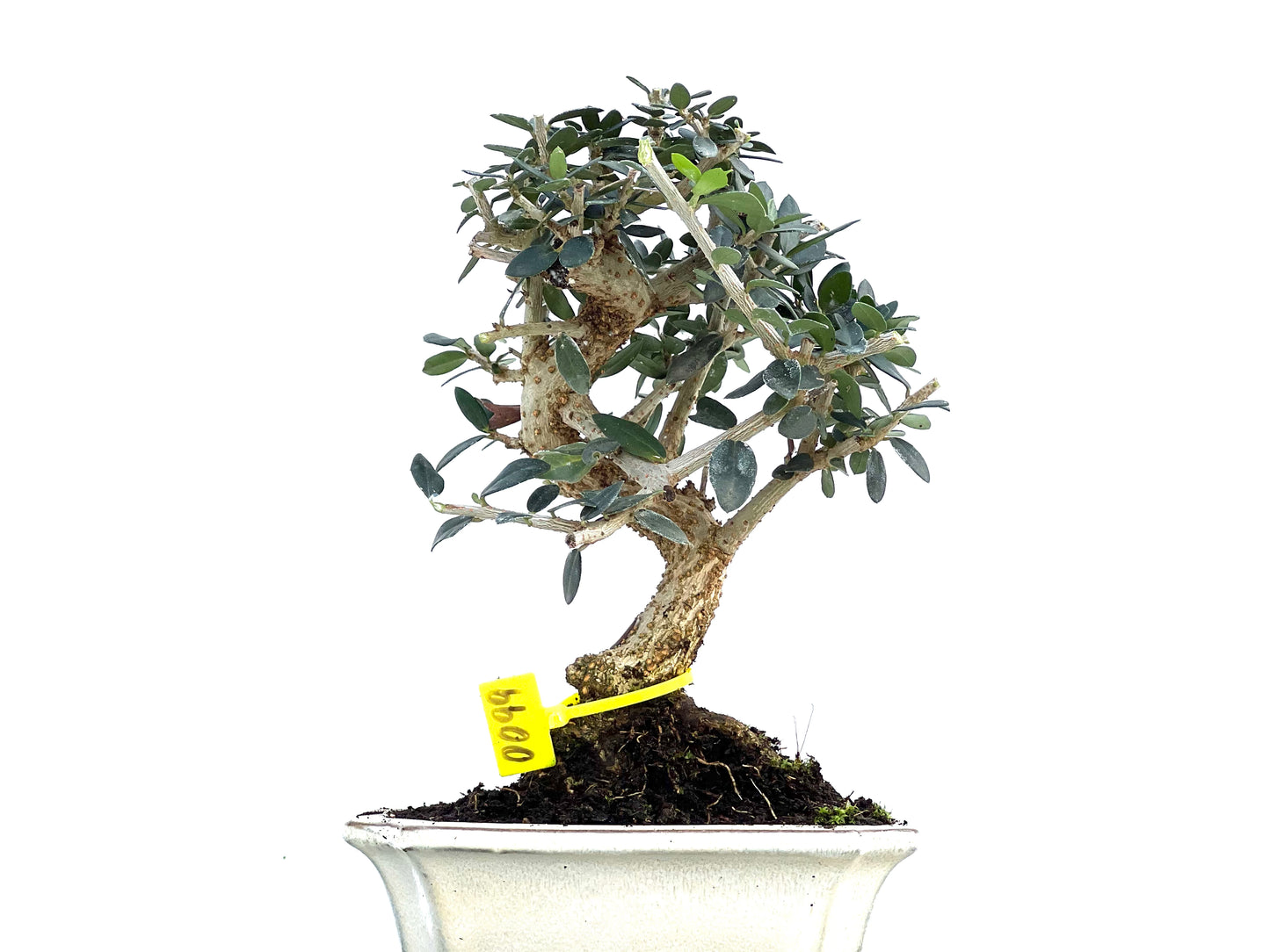 Olea Europaea Sylvestris 0099