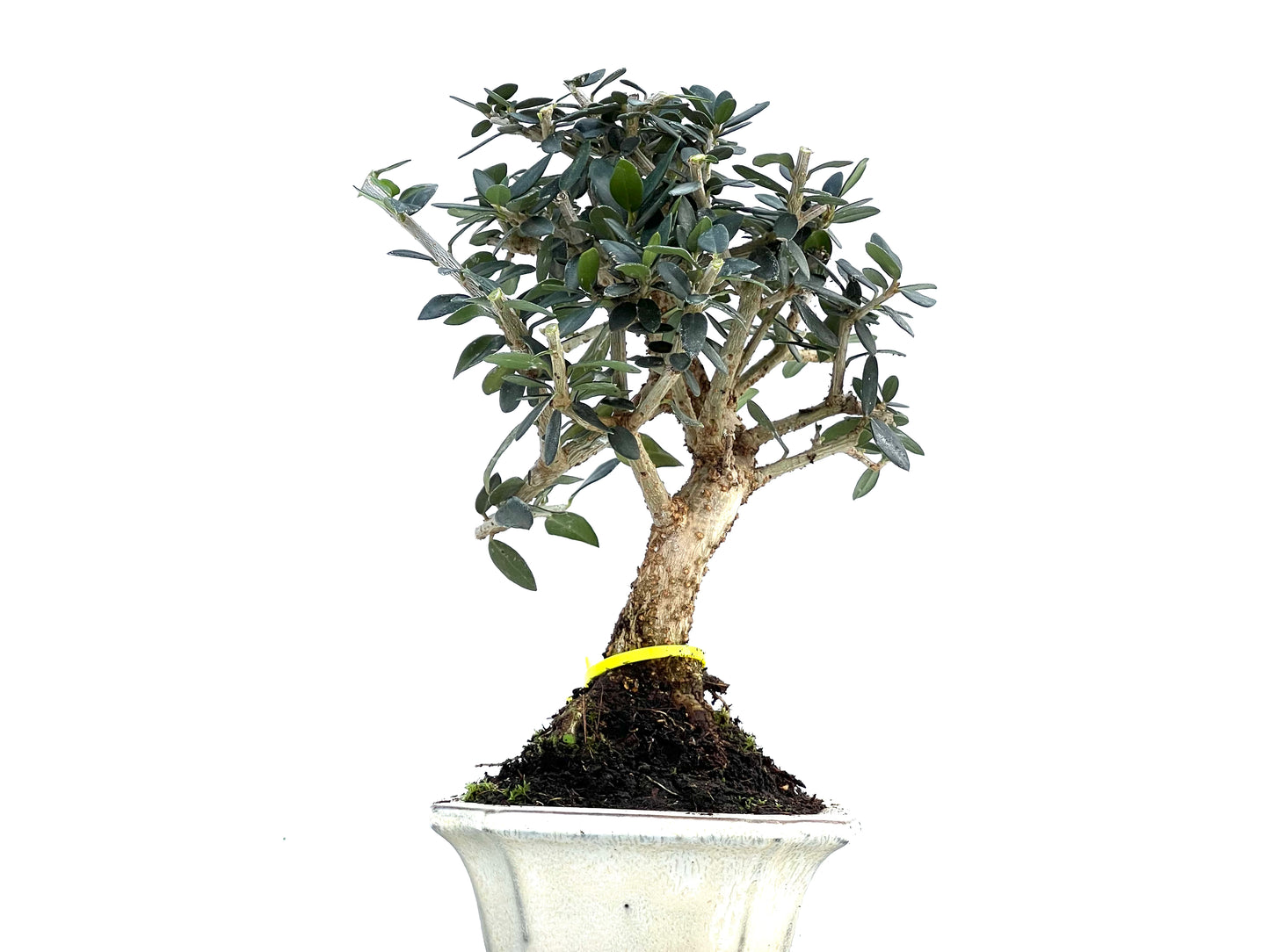 Olea Europaea Sylvestris 0099