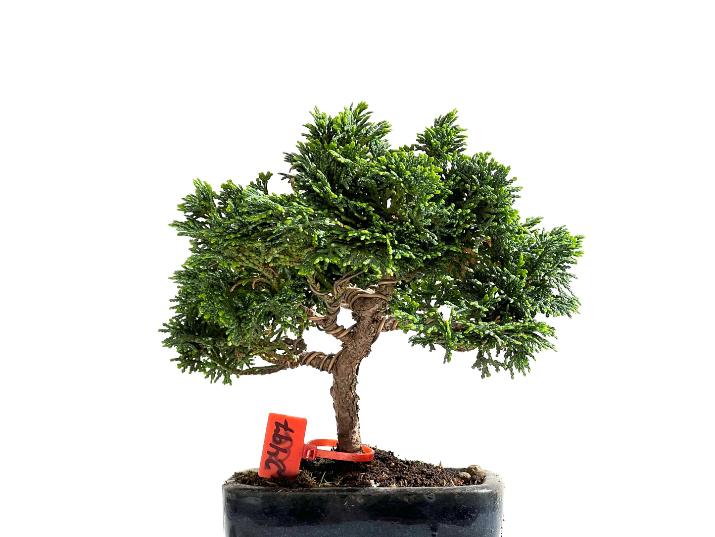 Chamaecyparis Obtusa Nana 2497