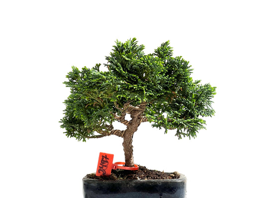 Chamaecyparis Obtusa Nana 2497