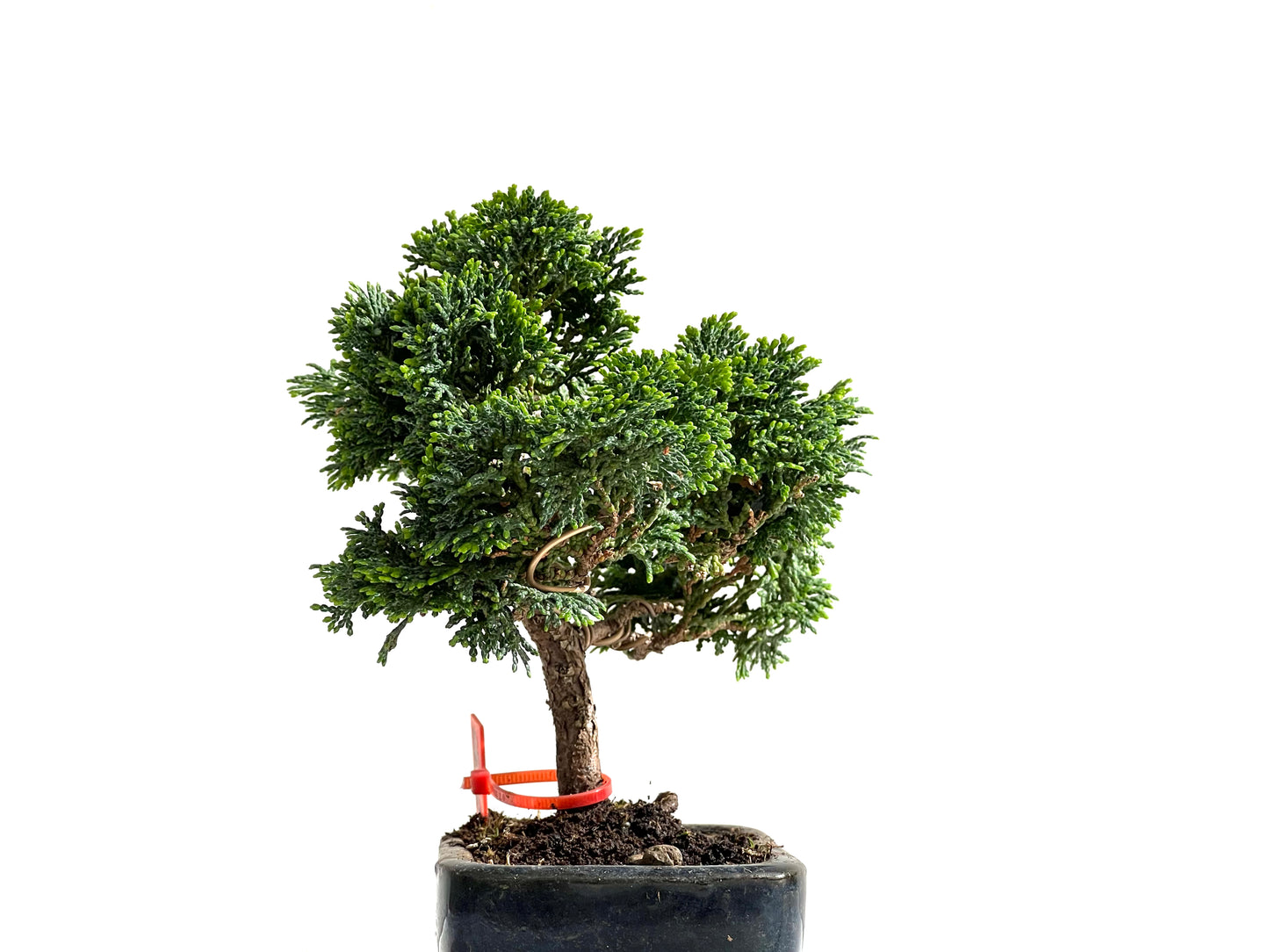 Chamaecyparis Obtusa Nana 2497