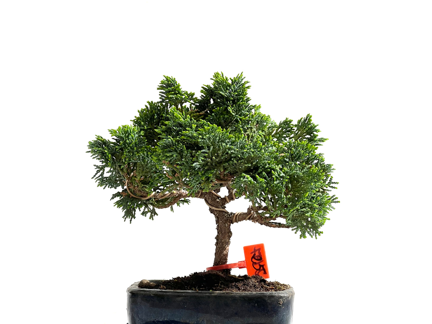 Chamaecyparis Obtusa Nana 2497