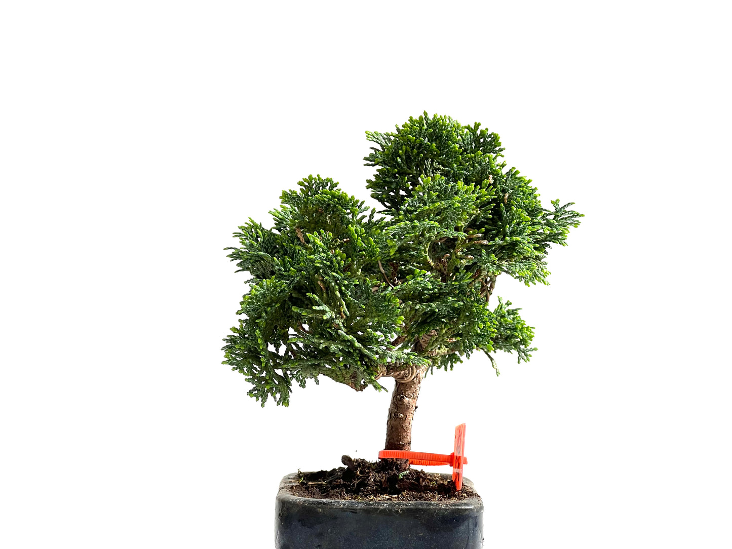 Chamaecyparis Obtusa Nana 2497