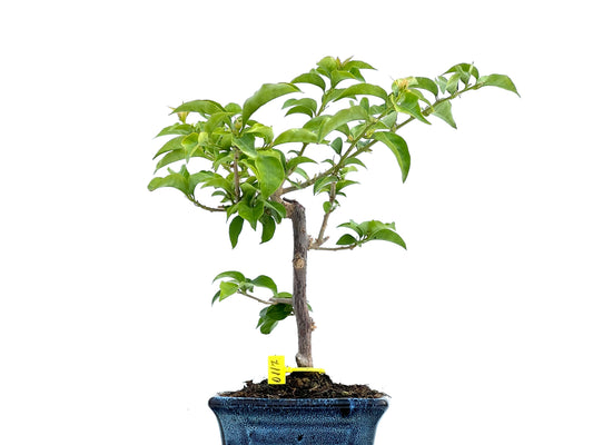 Buganvilla Glabra 0117