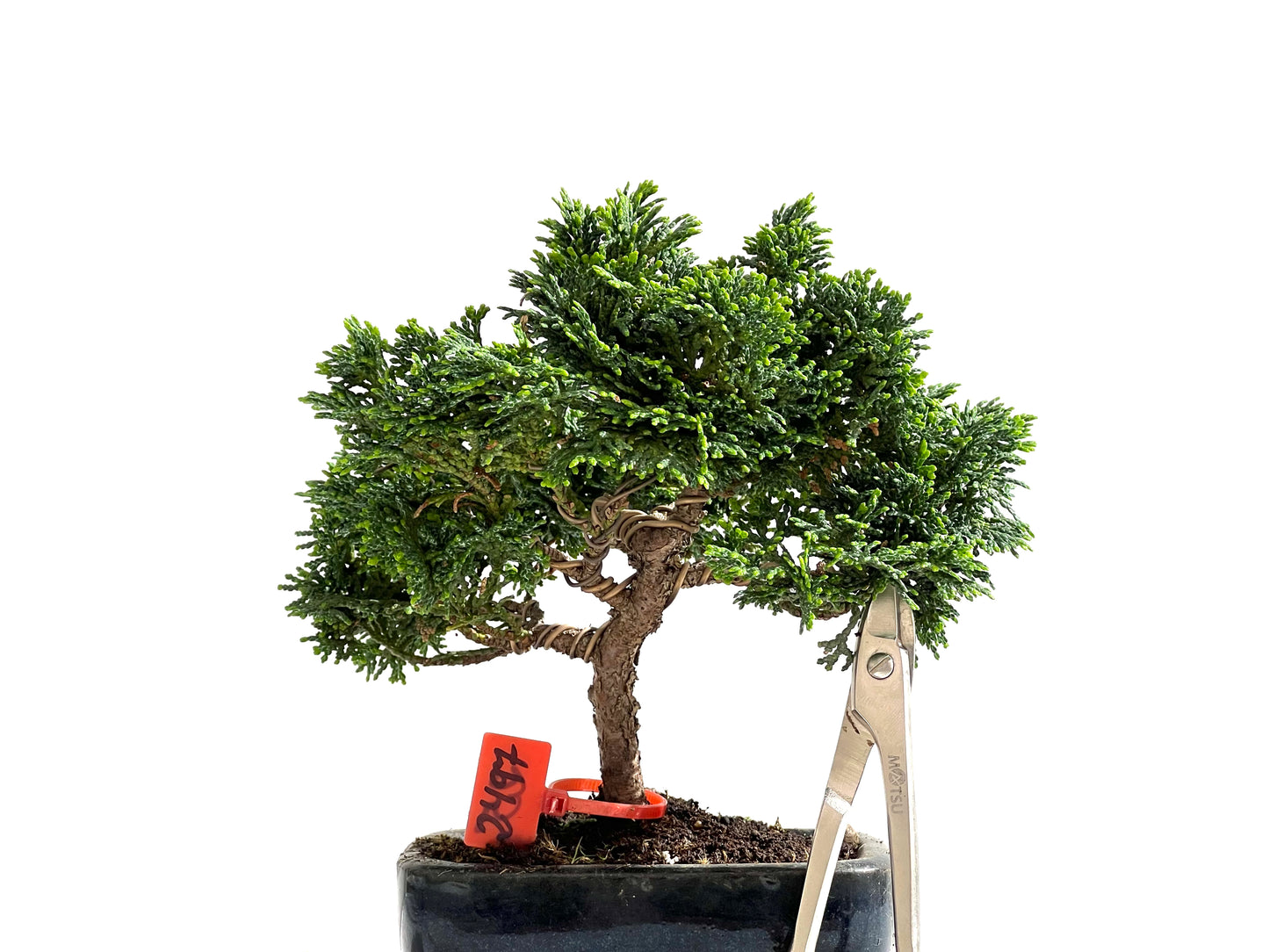 Chamaecyparis Obtusa Nana 2497