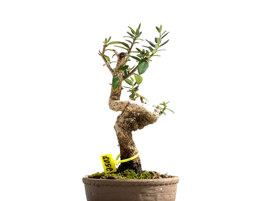 Olea Europaea Sylvestris 2507