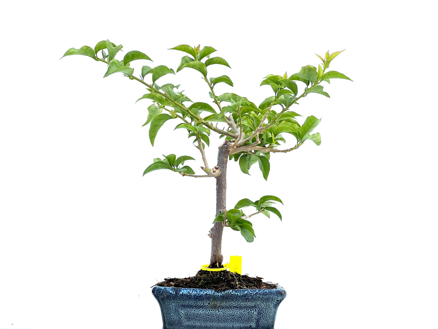 Buganvilla Glabra 0117