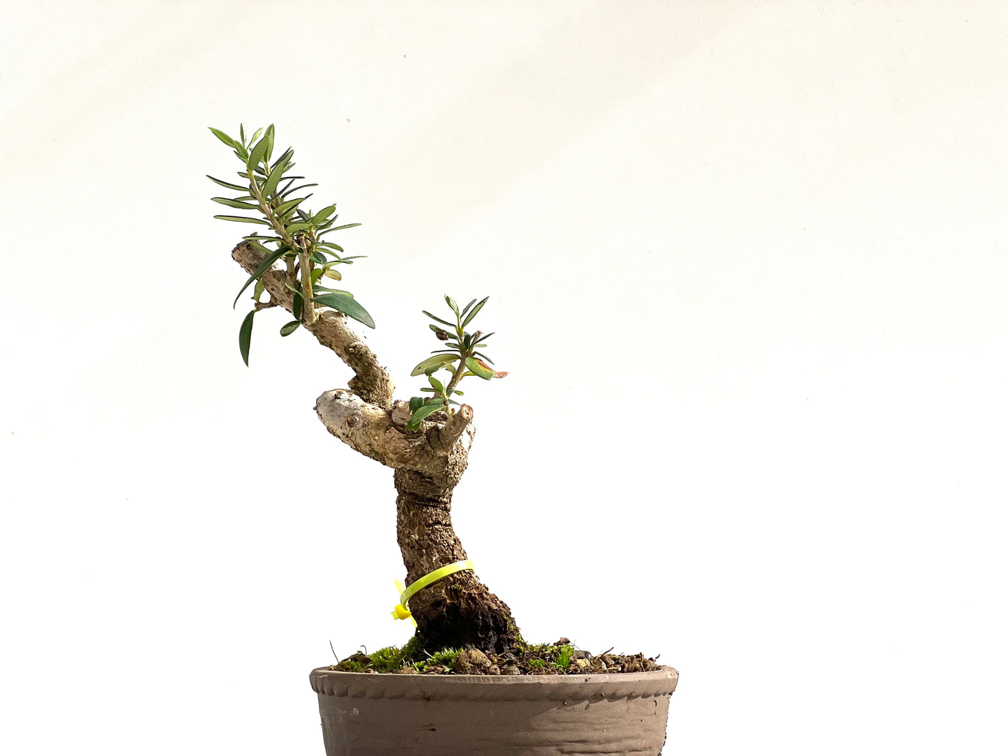 Olea Europaea Sylvestris 2507