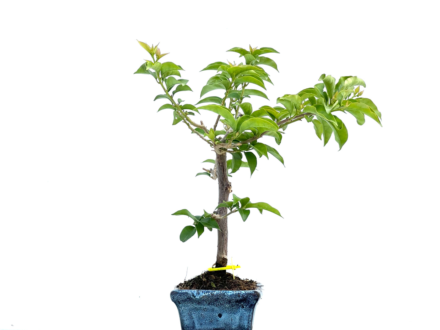 Buganvilla Glabra 0117