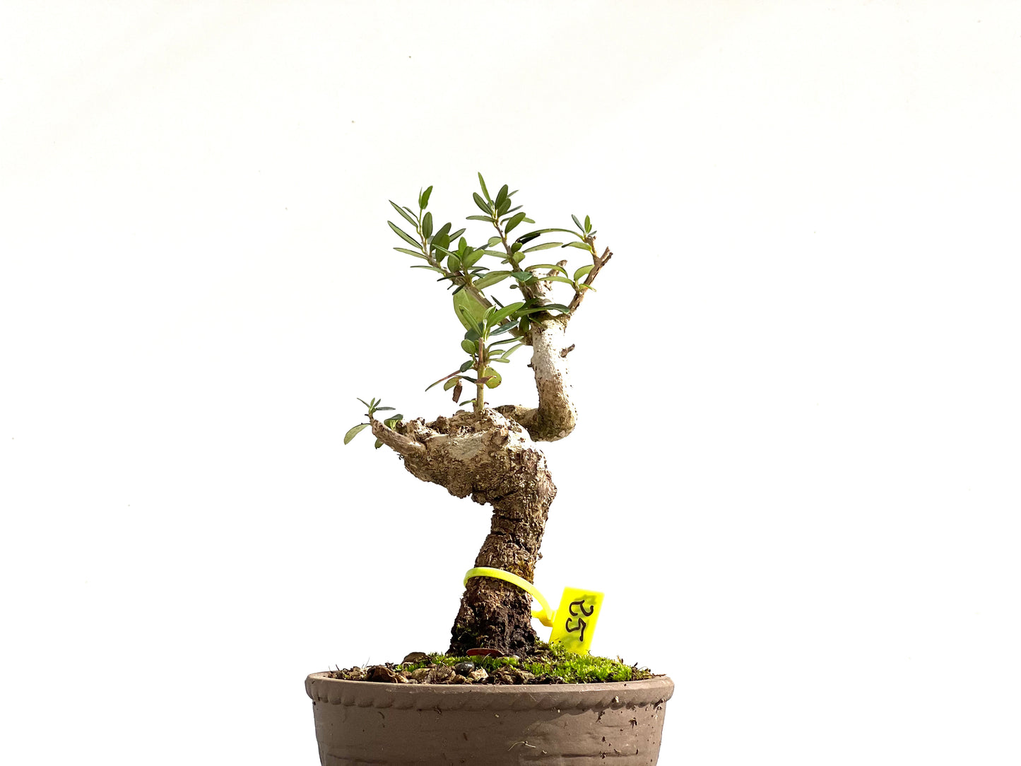 Olea Europaea Sylvestris 2507