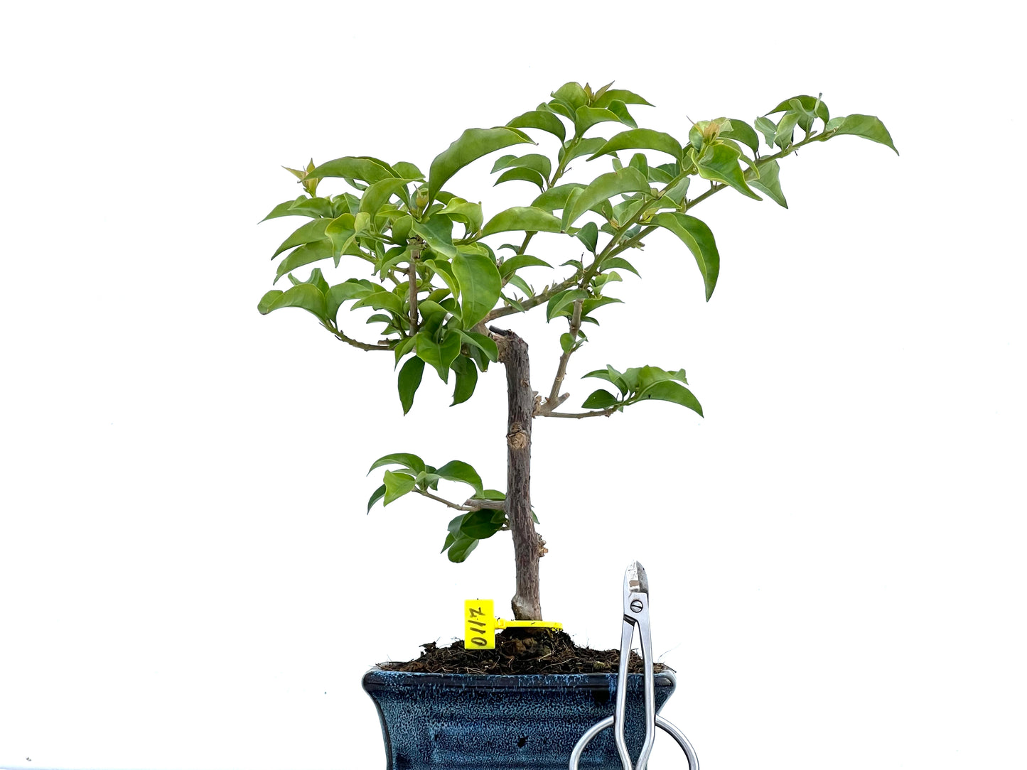 Buganvilla Glabra 0117