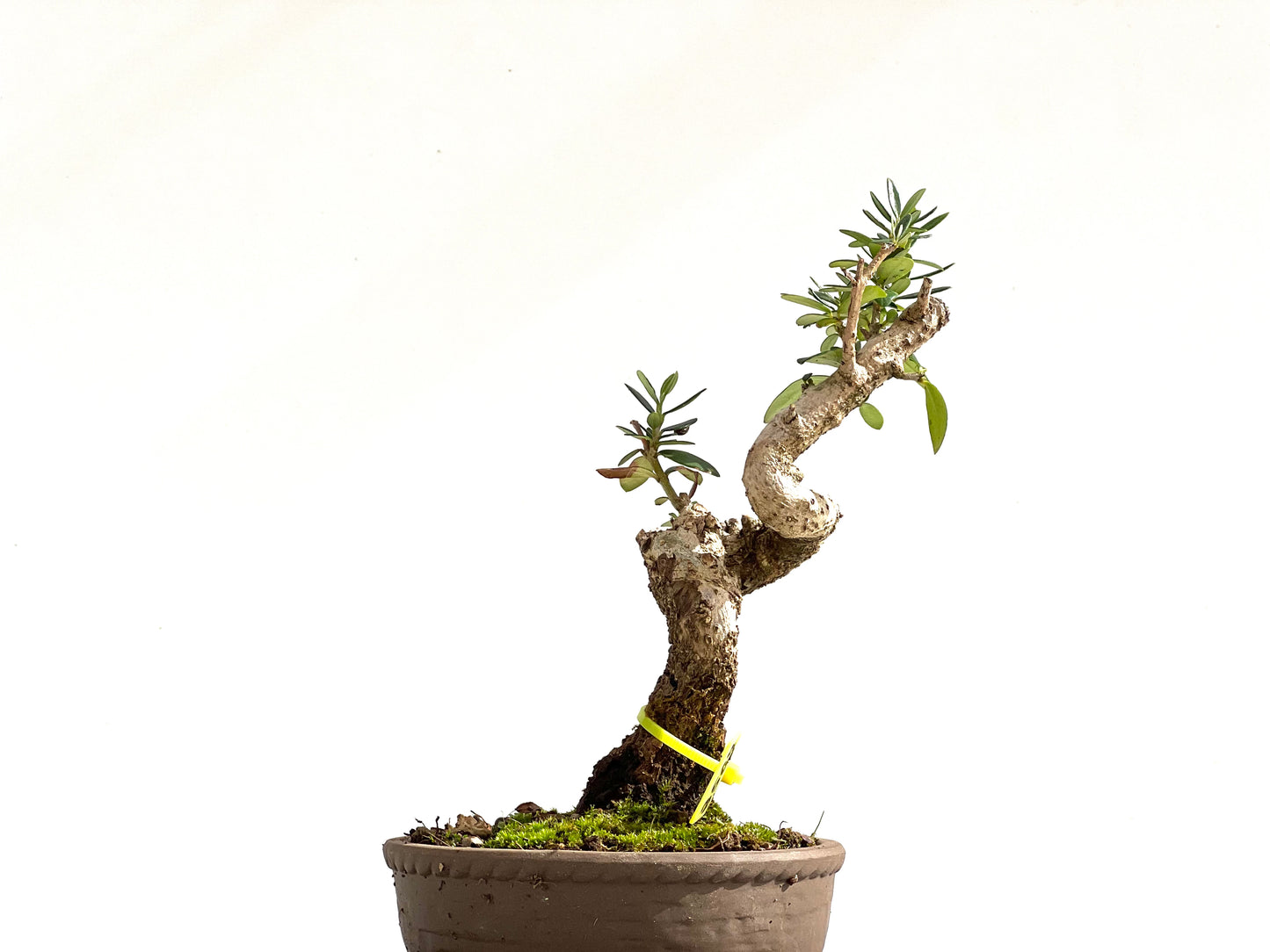 Olea Europaea Sylvestris 2507