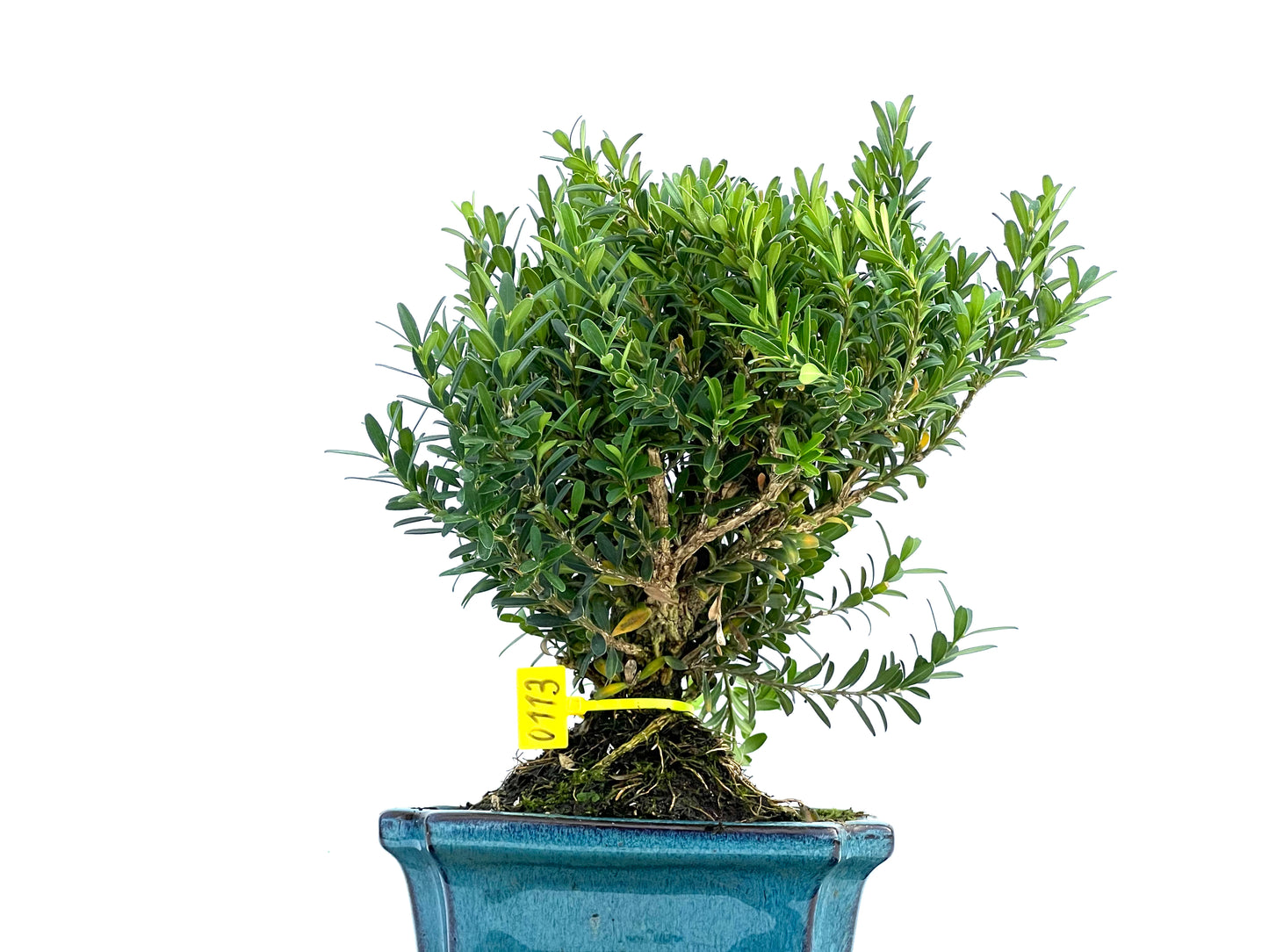Buxus Harlandii 0113
