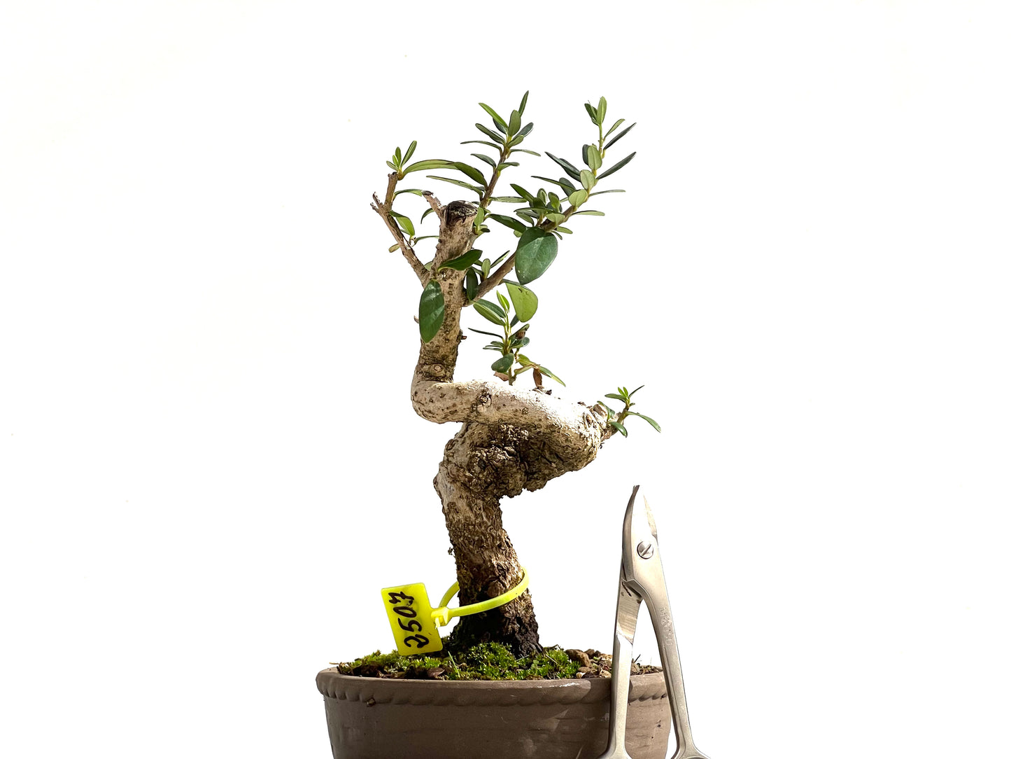 Olea Europaea Sylvestris 2507