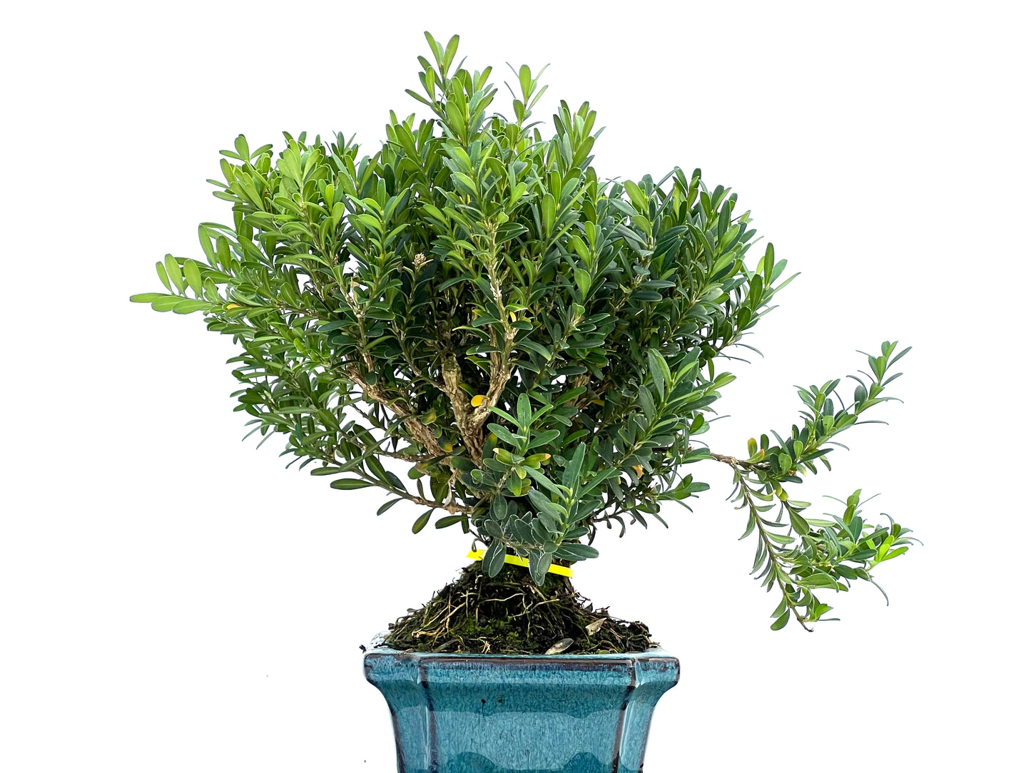 Buxus Harlandii 0113