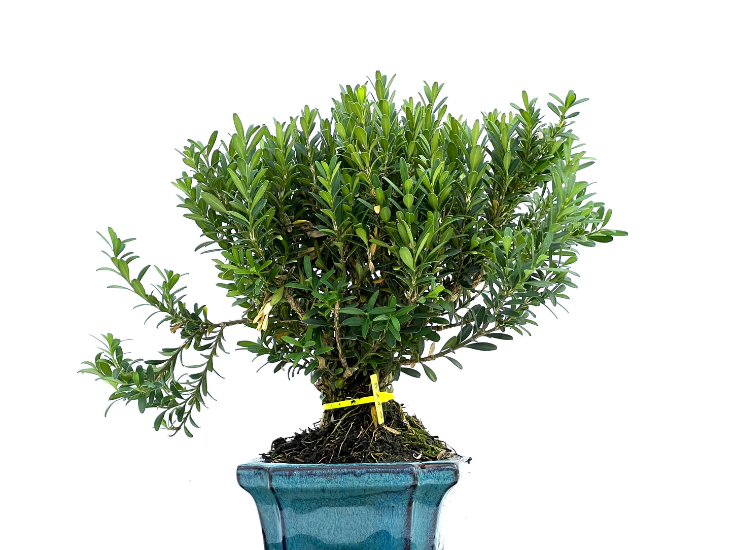 Buxus Harlandii 0113