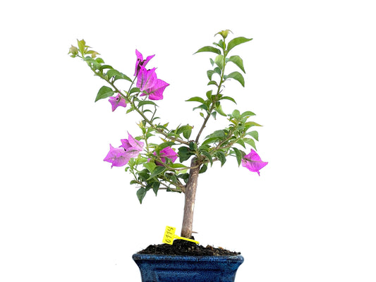 Buganvilla Glabra 0114