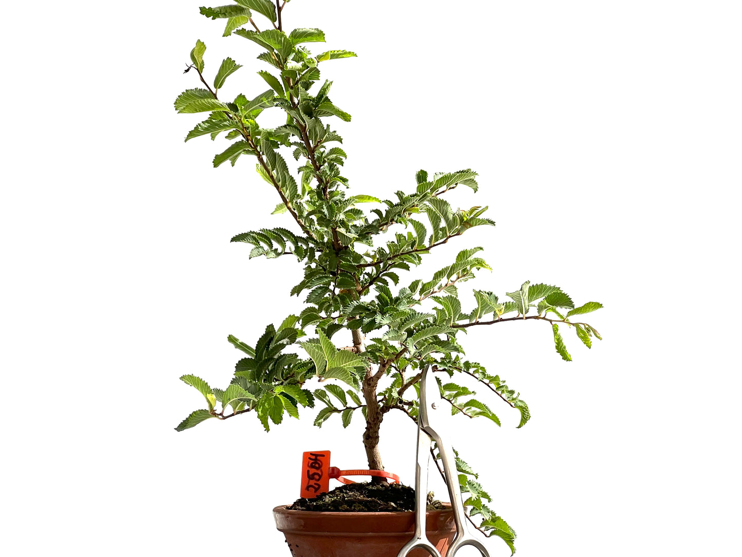 Olmo Nire Keyaki 2504