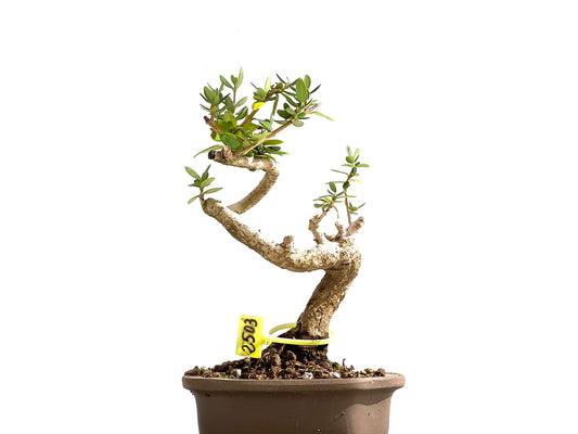 Olea Europaea Sylvestris 2503