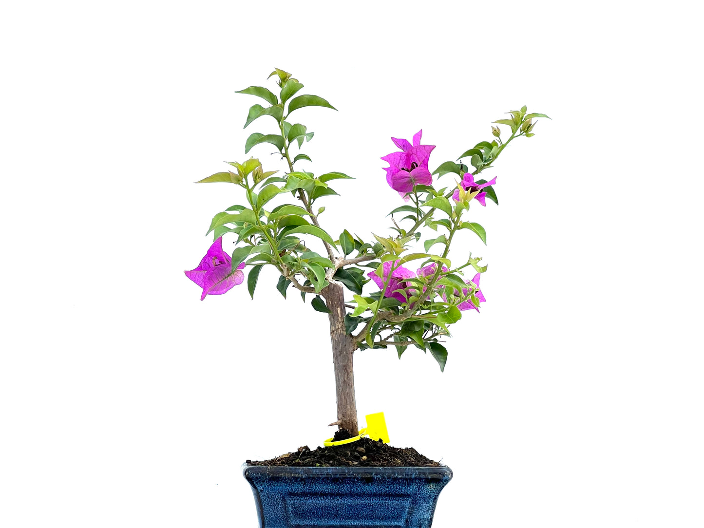 Buganvilla Glabra 0114