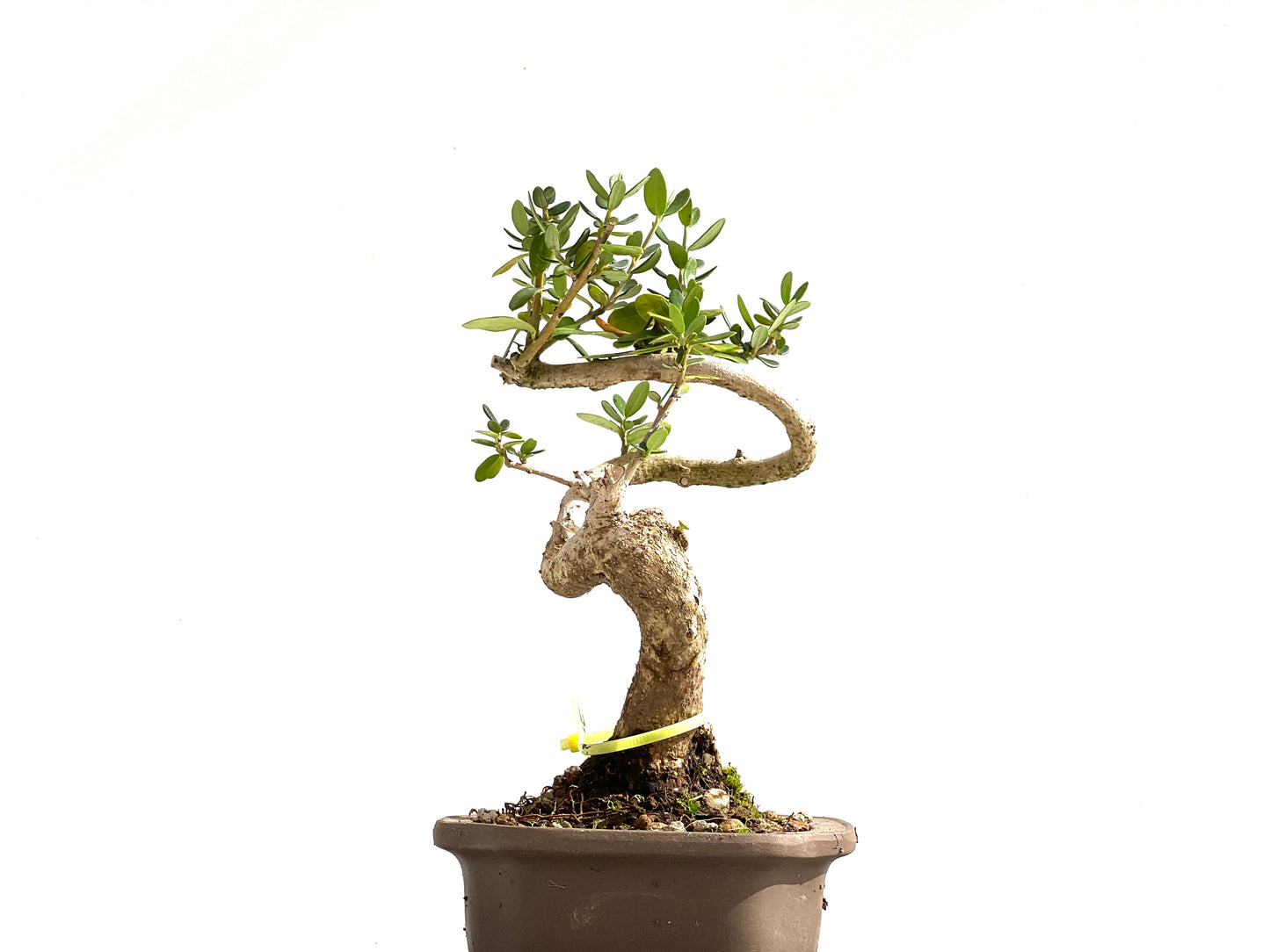Olea Europaea Sylvestris 2503