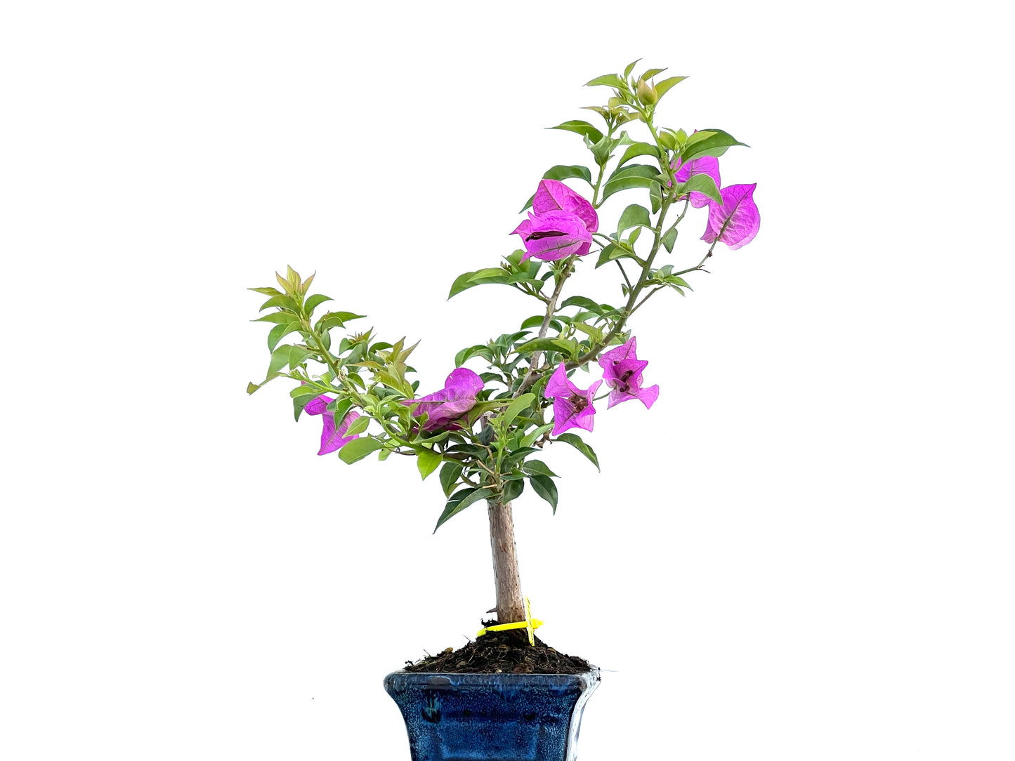 Buganvilla Glabra 0114