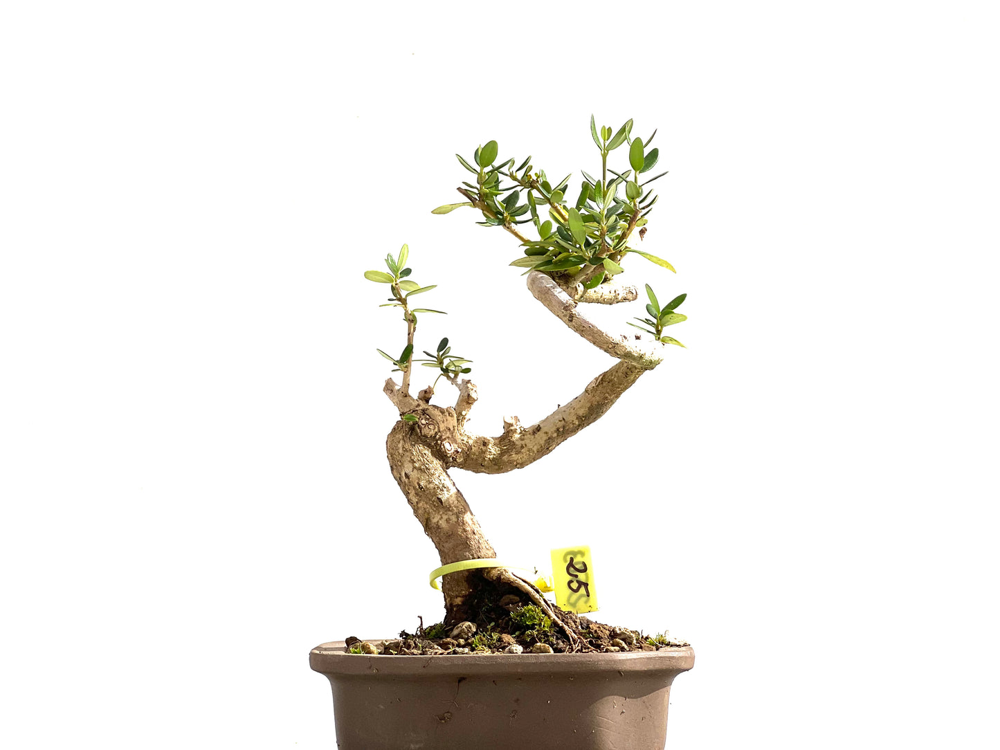 Olea Europaea Sylvestris 2503