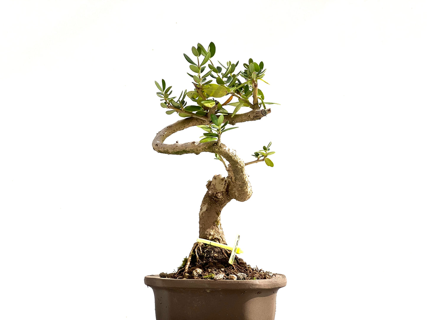 Olea Europaea Sylvestris 2503