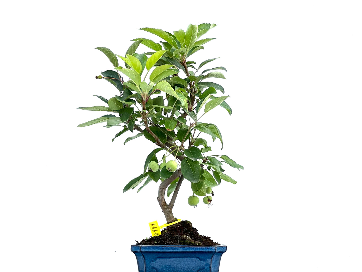 Malus Everest 0111