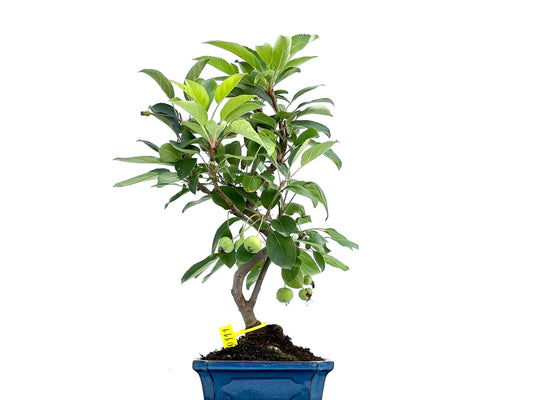 Malus Everest 0111