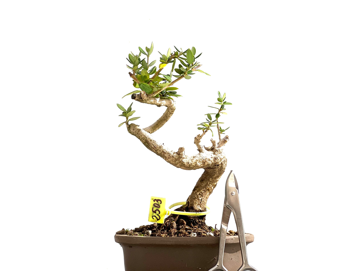 Olea Europaea Sylvestris 2503