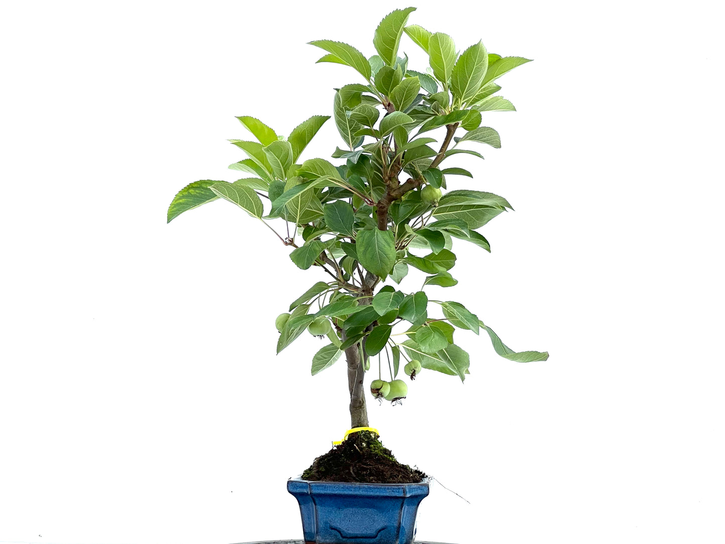 Malus Everest 0111