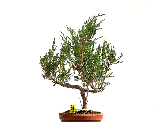 Juniperus Sabina 2501
