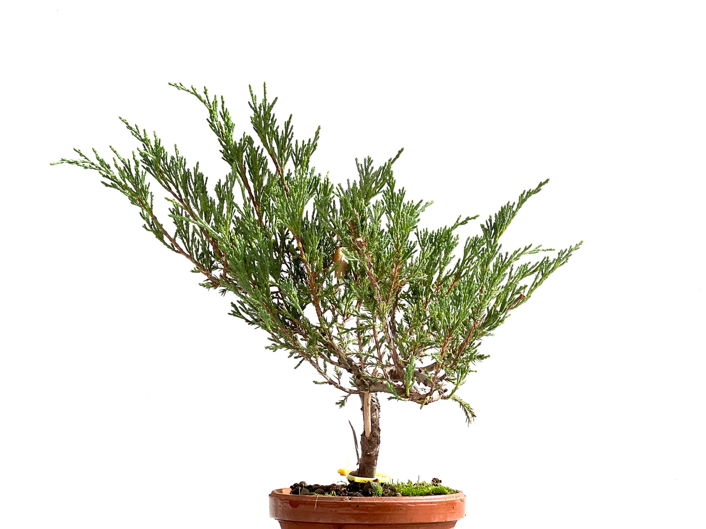 Juniperus Sabina 2501