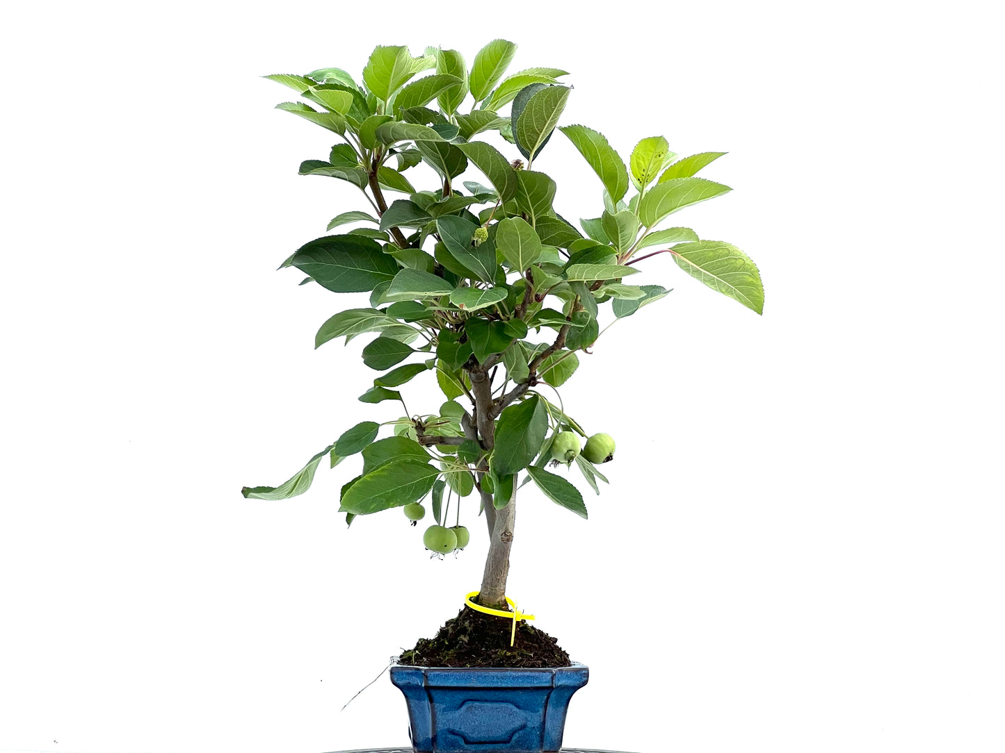 Malus Everest 0111