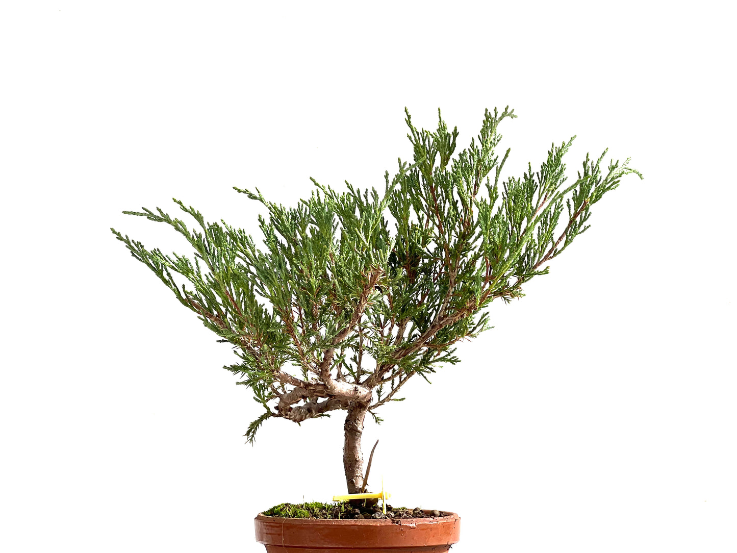 Juniperus Sabina 2501