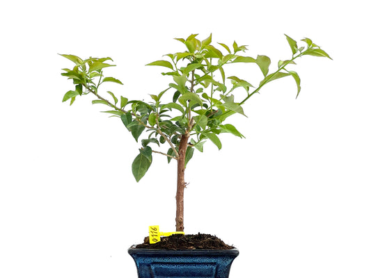 Buganvilla Glabra 0116