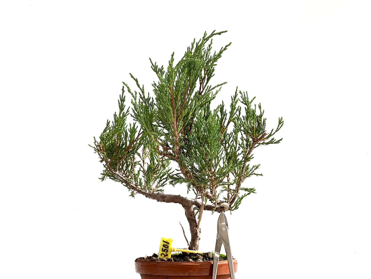 Juniperus Sabina 2501
