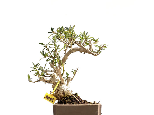 Olea Europaea Sylvestris 2505