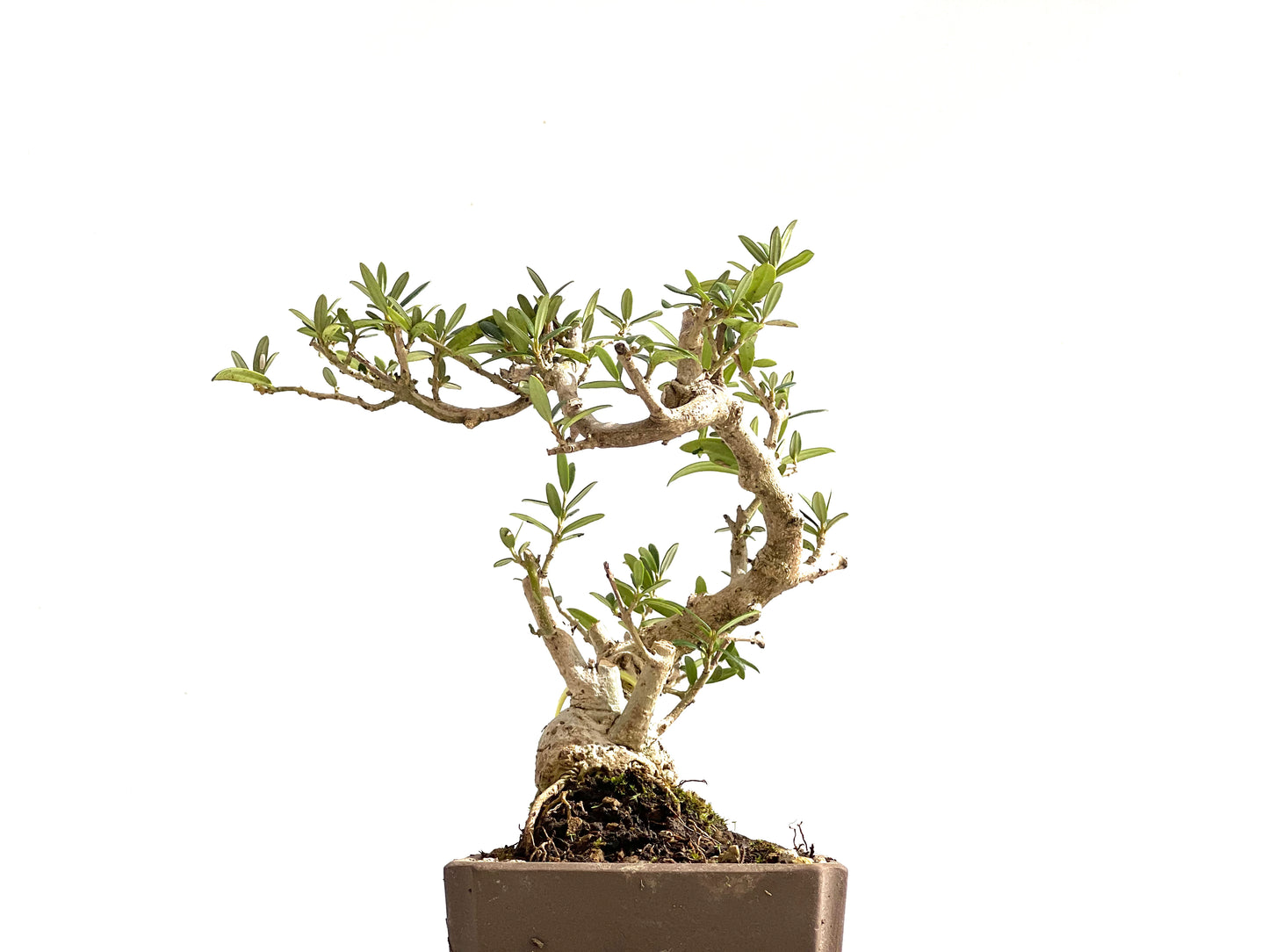 Olea Europaea Sylvestris 2505