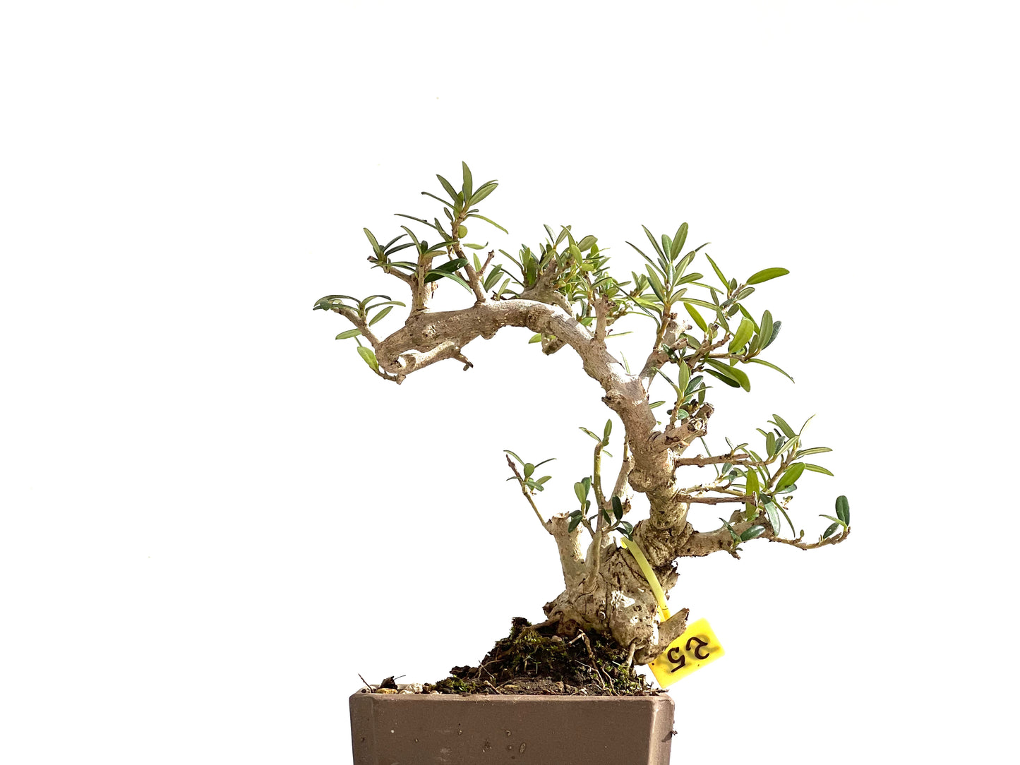 Olea Europaea Sylvestris 2505